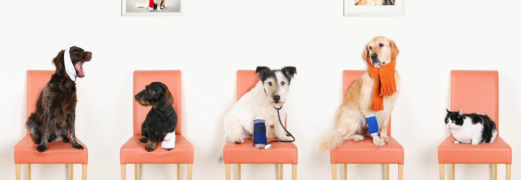 owalo design Krankenversicherung Fur Hunde Allianz