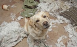 Gvo Hundehaftpflicht Testberichte Erfahrungen 21
