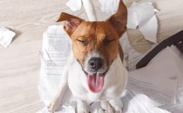 Gvo Hundehaftpflicht Testberichte Erfahrungen 21